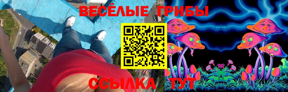 Тайшет  Галлюциногенные грибы Cubensis  где купить наркоту  Вход с VPN 
